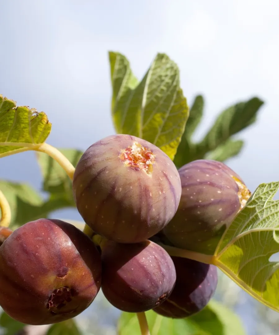 Fig Tree Care | ytvblog