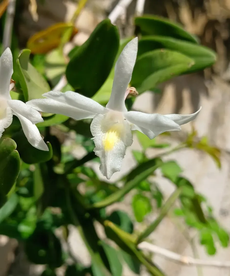 Ghost Orchid | ytvblog