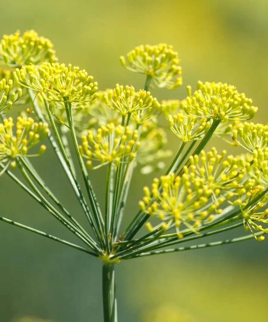 Fennel seeds | ytvblog
