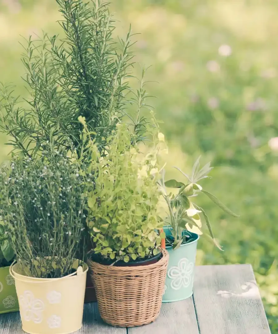 Herb Garden | ytvblog