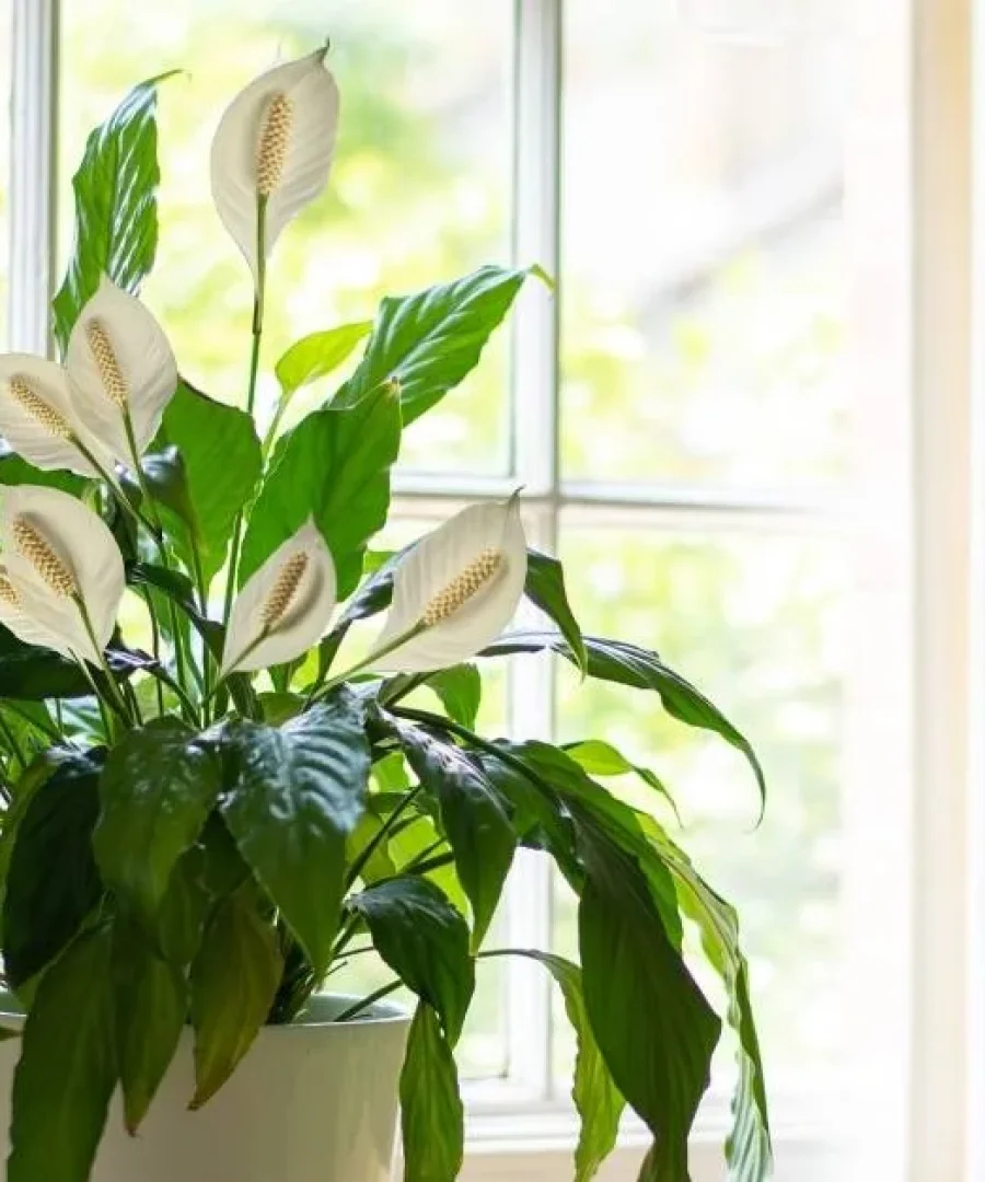 How To Care For a Peace Lily Indoors | ytvblog