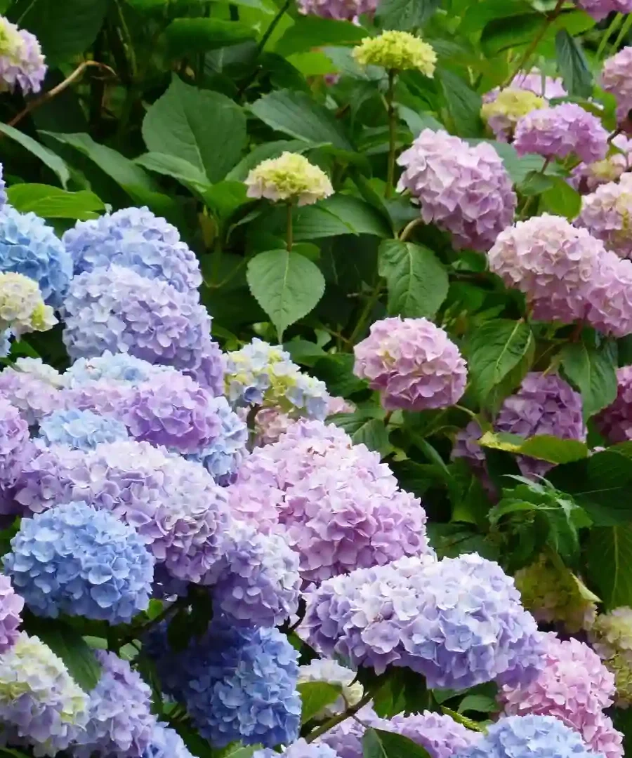 Hydrangeas | ytvblog