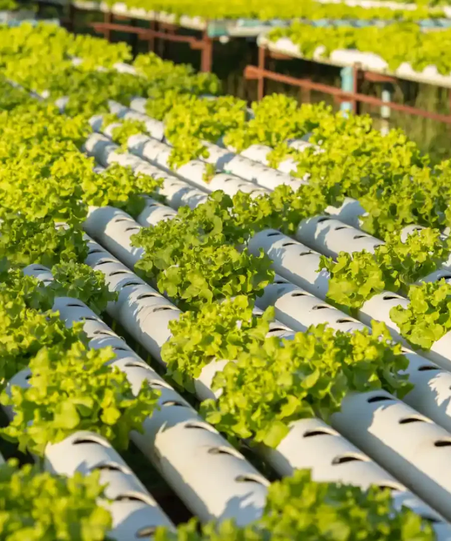 Hydroponics Farming | ytvblog
