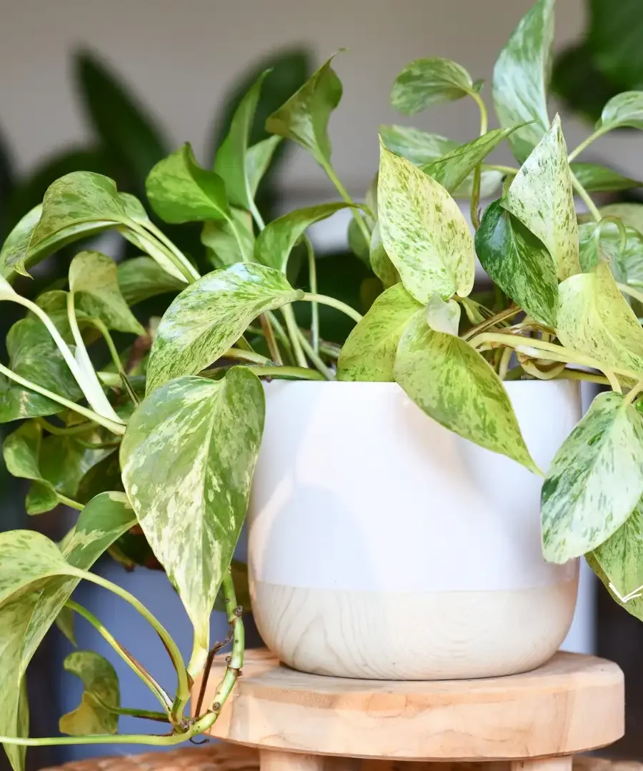 Indoor Plants Care | ytvblog