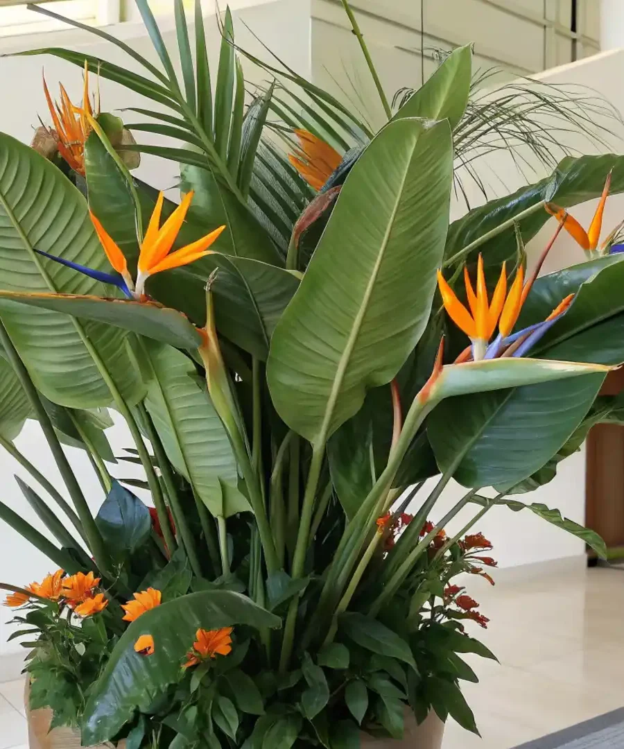 Large Indoor Plants | ytvblog