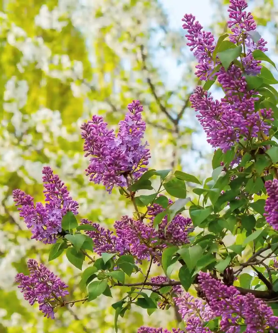 Lilac Bush | ytvblog