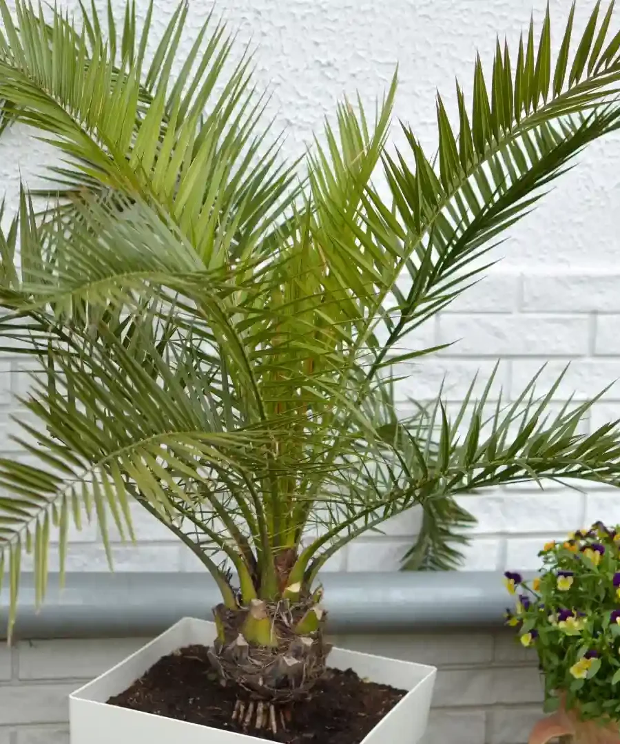 Majesty Palms | ytvblog