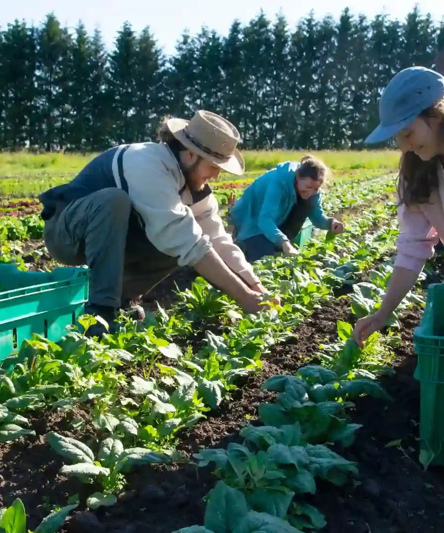 Organic Farming | ytvblog