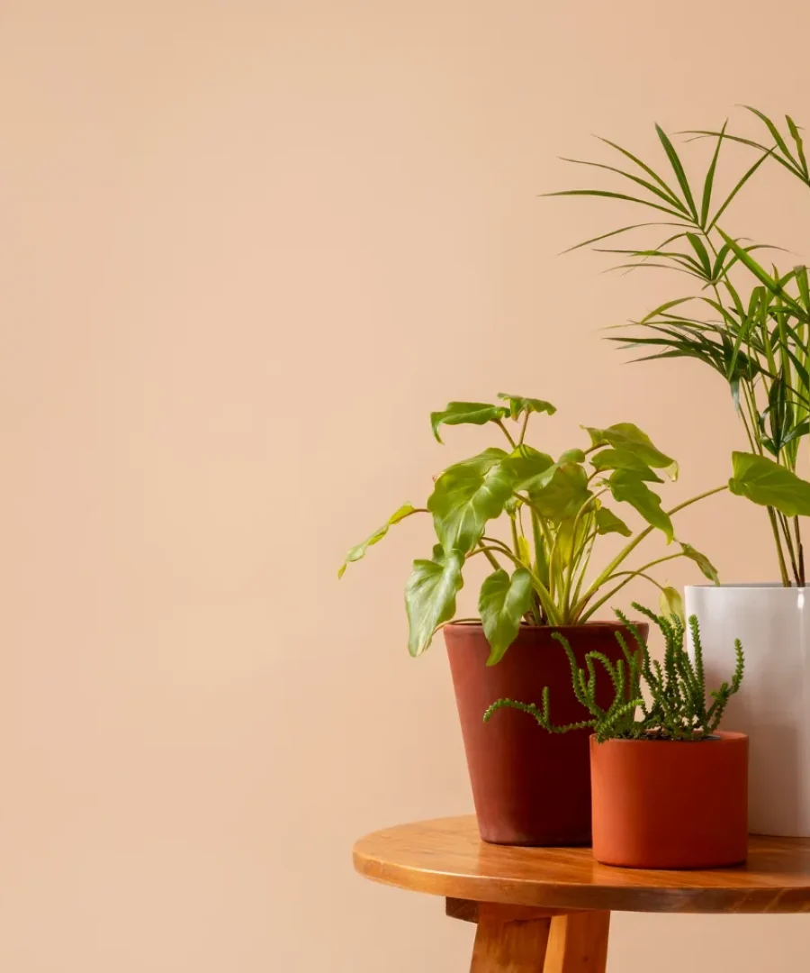 Outdoor Plant Stand Ideas | ytv