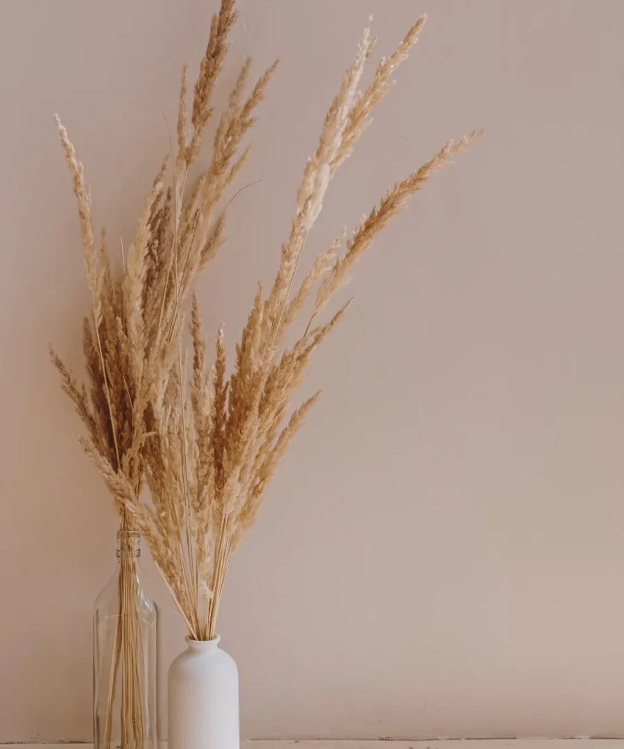 Pampas Grass | ytvblog