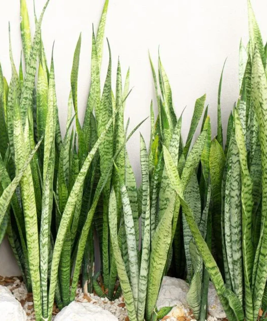 Snake Plant Benefits | ytvblog
