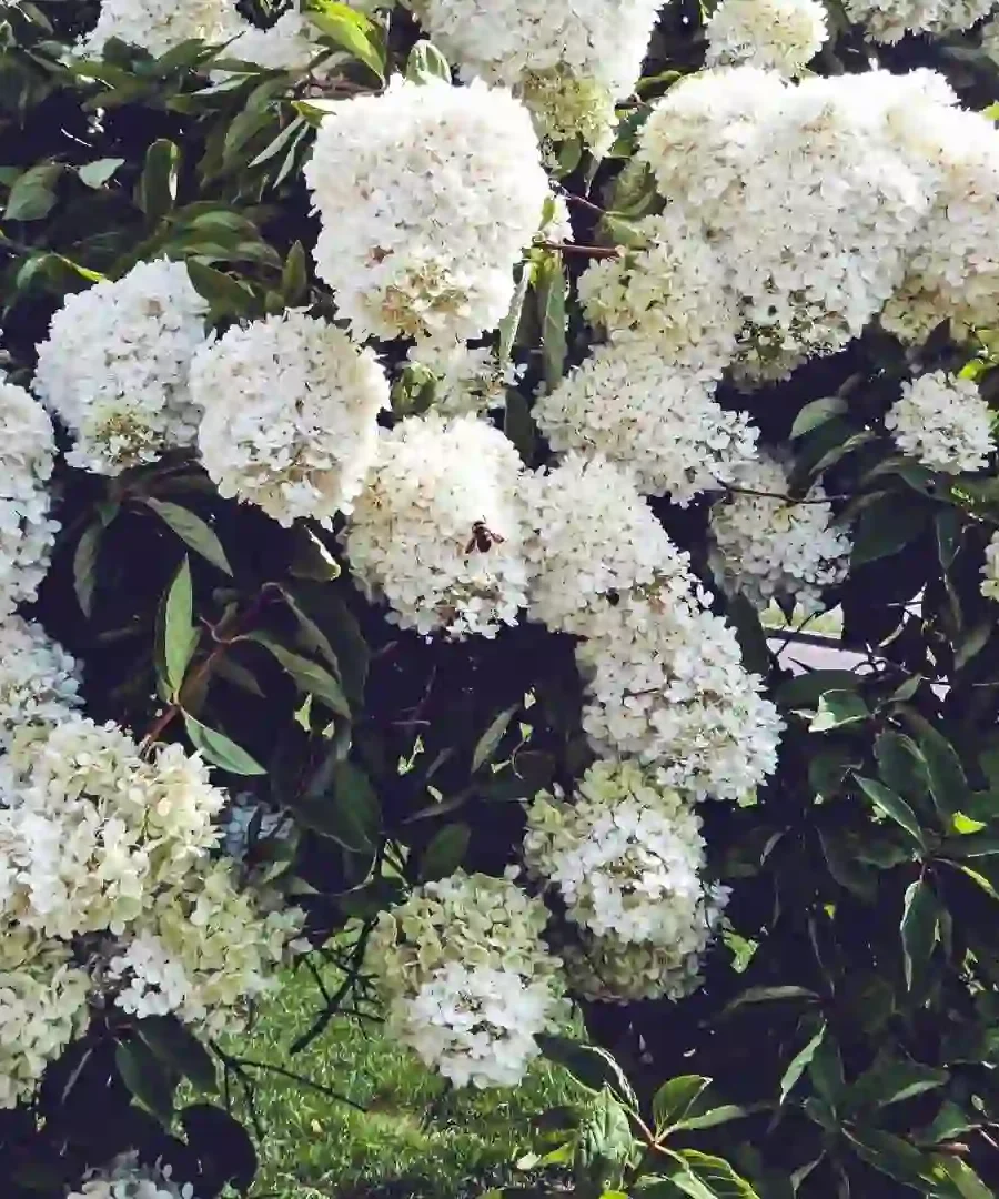 Snowball Bush | ytvblog