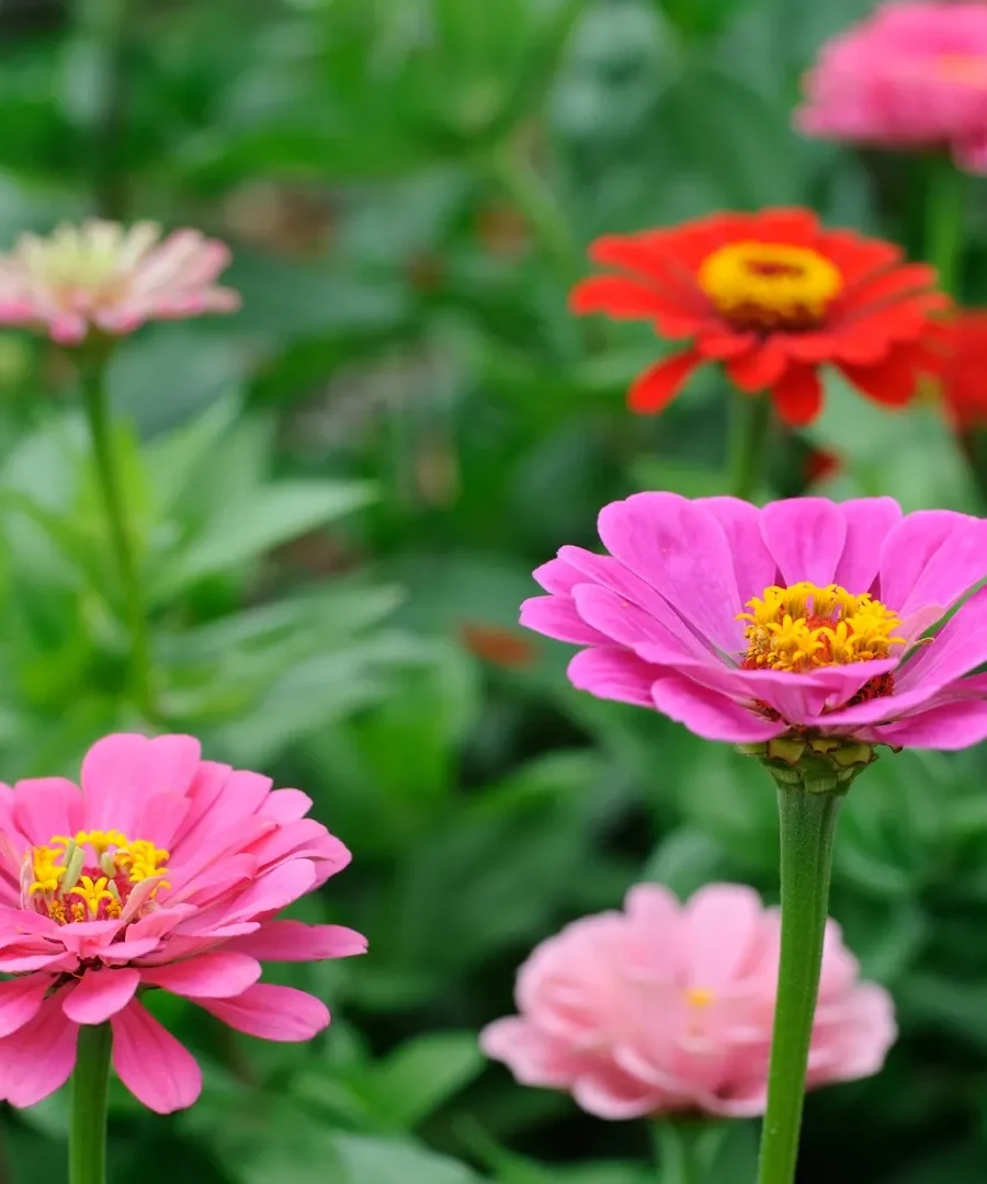Zinnia Seeds | ytvblog